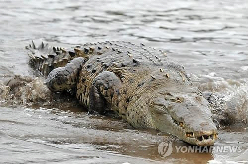악어  *사진은 기사 내용과 관련없습니다.  [EPA=연합뉴스 자료사진]